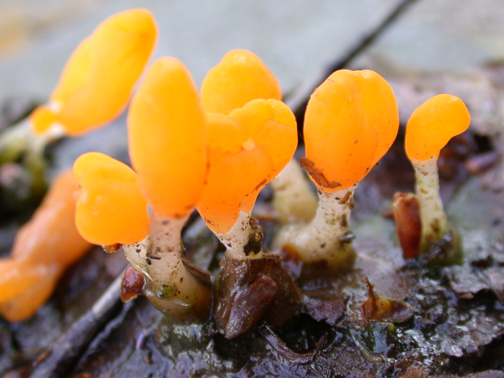 Mitrula paludosa Fr.